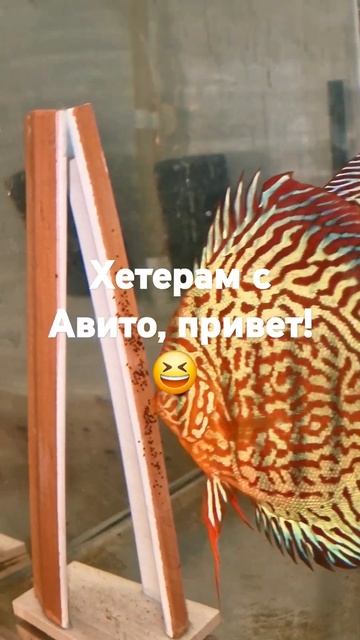 Хейтеры с Авито, НАСЛАЖДАЙТЕСЬ!