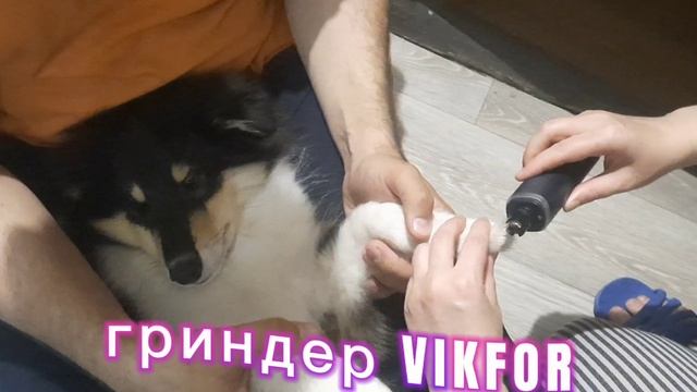гриндер VIKFOR для кошек и собак (на примере щенка колли).mp4