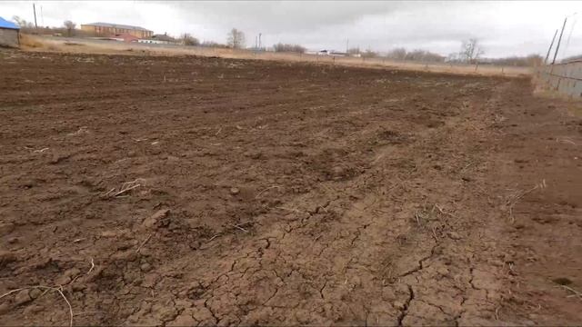 Быки очень сильно поправились, Саженцы вишни и дички п