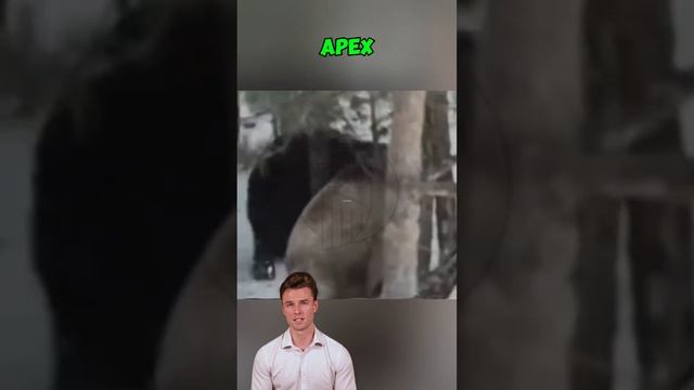lvBEfG9Ecpw - ＊＊＂Unstoppable Fury： The 400-Pound Boar That Defied the Hunters＂＊＊ #shorts #animals #b