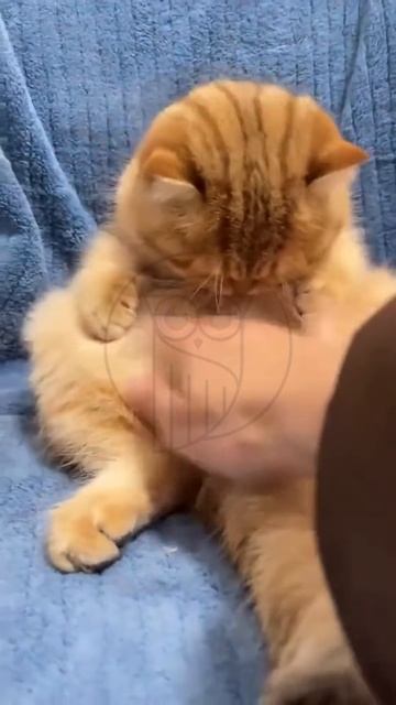 s9n7twq9GZY - Cat Meditation #shorts #funny #cat #pets #cute #animals
