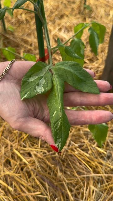 Пятна на томатах - не приговор! #татьянинсад