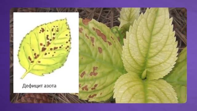 ПЫШНЫЕ гортензии не вырастут без ЭТОГО секрета! 8 ошибок, которые допускают ВСЕ!