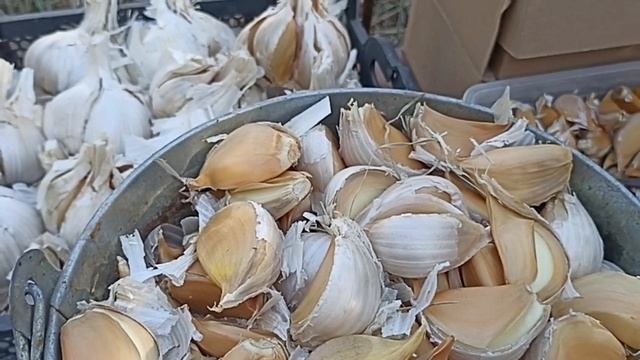 ВНИМАНИЕ!!! ДОПРОДАЕМ НАБОРЫ ЧЕСНОКА РОКАМБОЛЬ + БОНУС