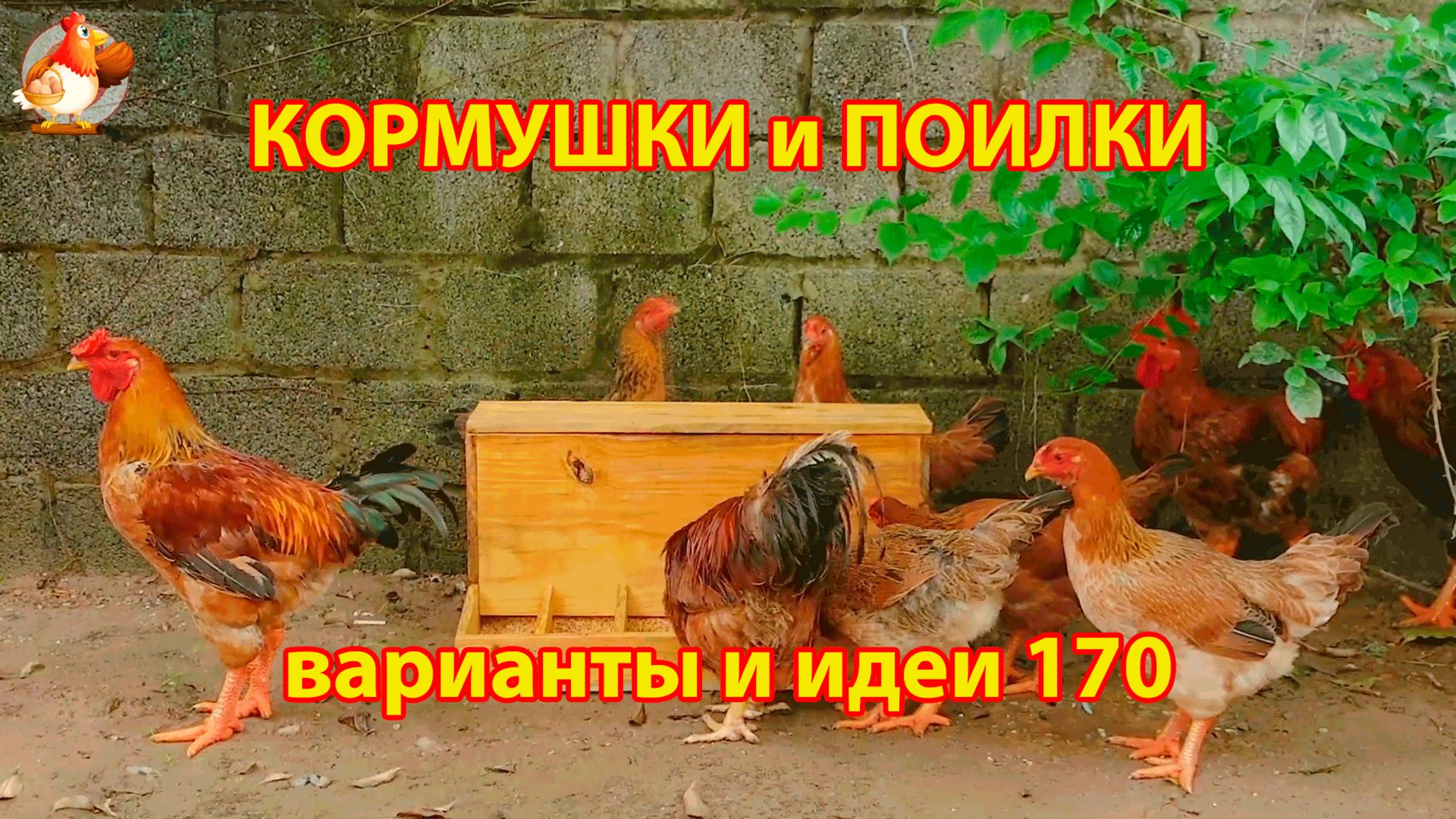 Кормушки и поилки для кур своими руками (170) 🪚✂️ Пошаговая инструкция как сделать 🐔 🐓❣️