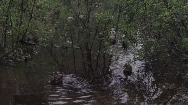 Погрузитесь в мир гармонии и умиротворения!** 🌄  Вечерняя прогулка после дождя по лесу и пруду