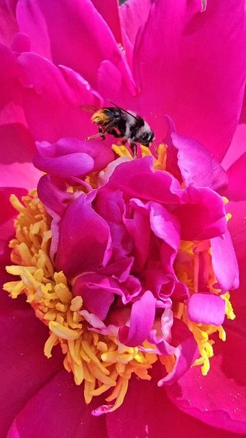 Невероятное зрелище гармонии и красоты.🌸🐝