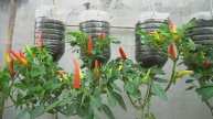 Невероятный способ выращивания перца чили