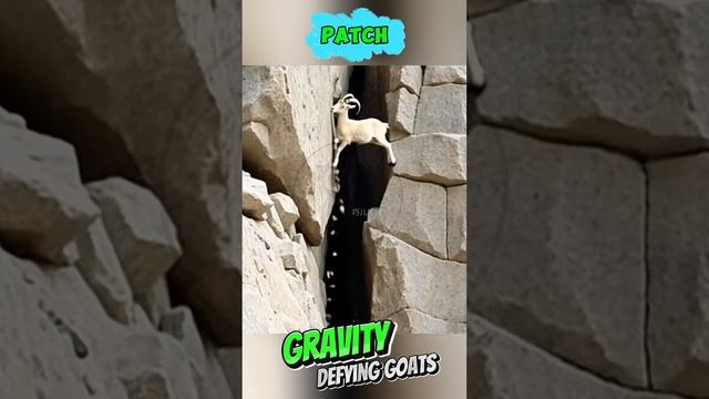 jyUPf7_-1ls - ＊＊＂Gravity-Defying Goats vs. the Silent Predator – Nature’s Ultimate Showdown!＂＊＊ #sho