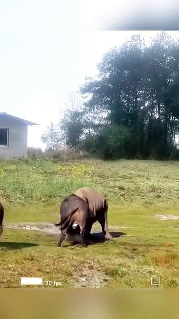YSdokq0un1Y - Survival Triumphs： Close Combat with Wild Animals #shorts #animals #wildlife #viral