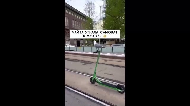 Чайка угнала самокат