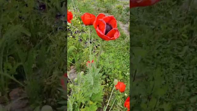 Приехали на дачу к Леночке сестре, она нас встречает как дорогих гостей 😉