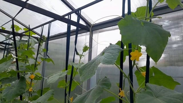 Сад и огород на 10 июня. Ежедневные хлопоты.