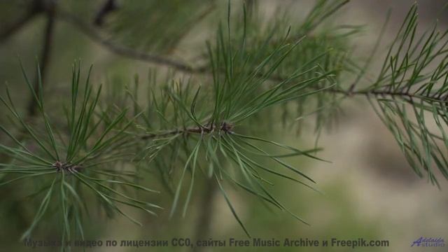 Ветер в волосах, его рука в твоей и эта волшебная мелодия - Artists -- Lolique -- Unnamed album