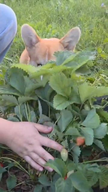 собачка ест клубнику 🍓