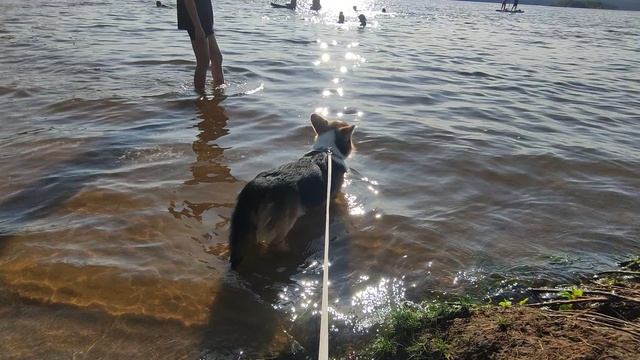 Первый заход в воду, не что-то плавать расхотелось гав