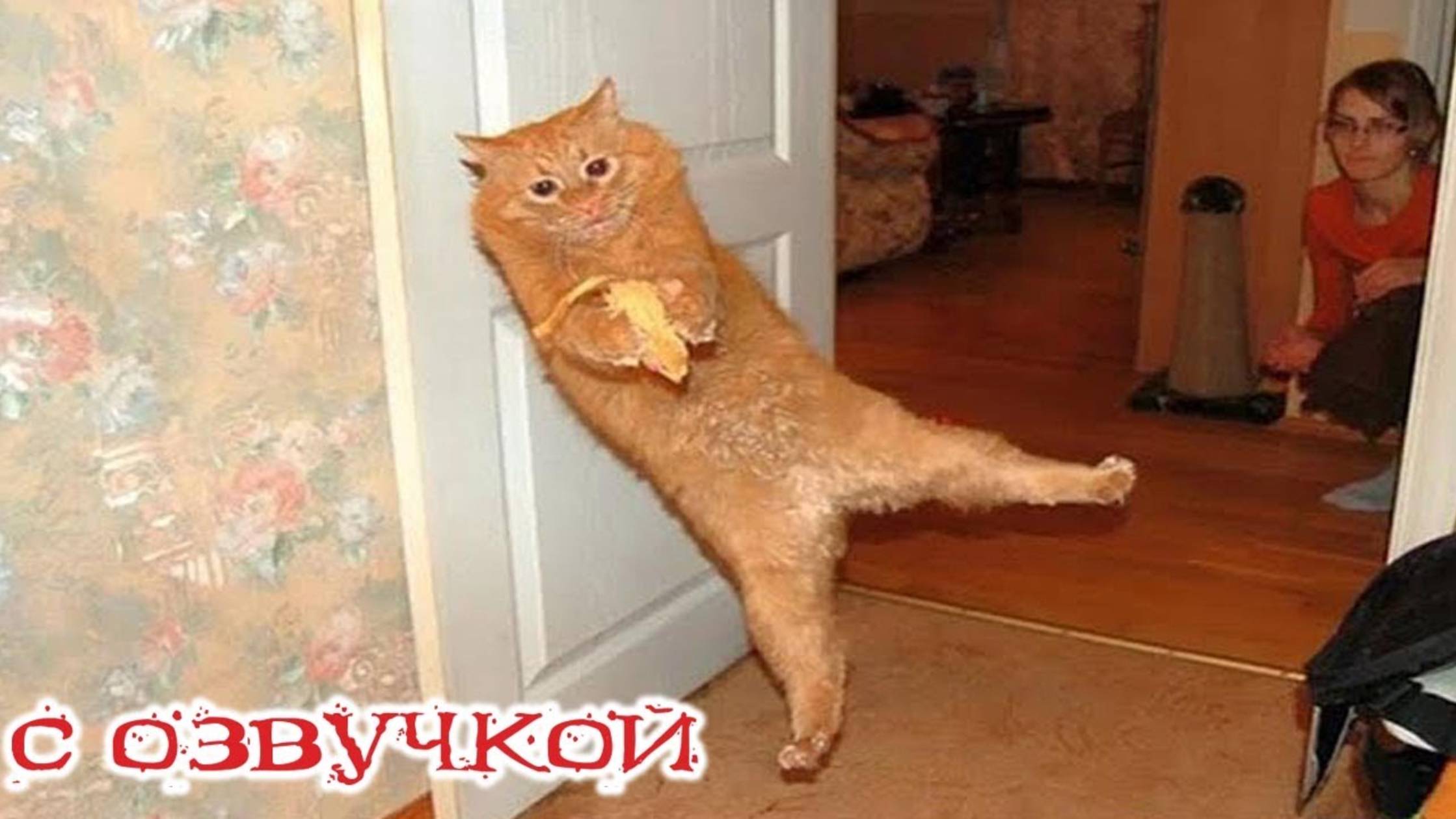 Приколы с котами!-- С ОЗВУЧКОЙ! Смешные коты и собаки 2025! Самые смешные животные! Тест на психику