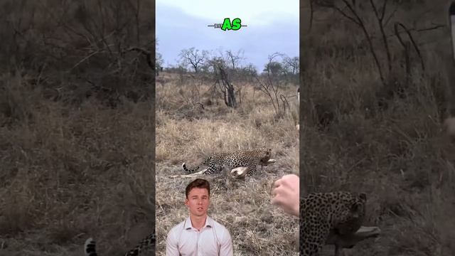 uAH5kCbIDZU - Leapard Vs striped Hyena #leapard #hyena #leapardfight #wildlife #shortvideo #shorts
