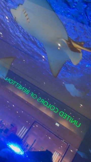 Рыба-молот #dubai #рофл #рыба #аквариум #рекомандации