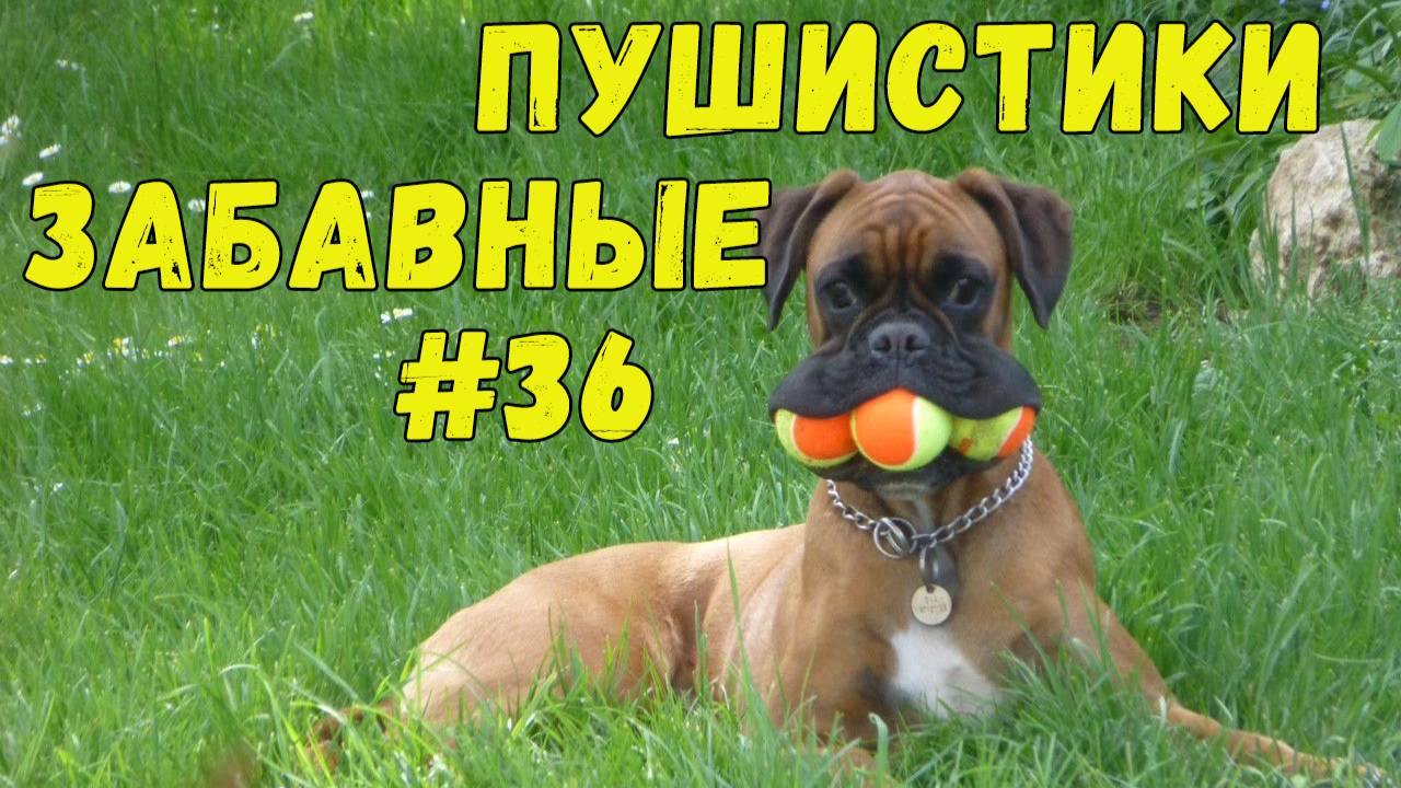 Я РЖАЛ ДО СЛЕЗ 😹 СМЕШНЫЕ КОШКИ И СОБАКИ  СМЕШНЫЕ ЖИВОТНЫЕ 2025 😹 ЛУЧШИЕ ПРИКОЛЫ #36