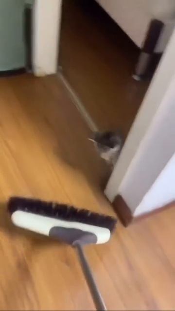 Малыш играет с метлой 🐈😘😉