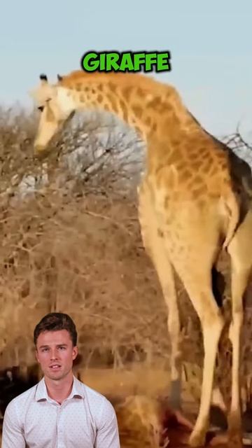 _QCK9hoW05g - A giraffe is surrounded by wild dogs. #shorts #animals #wildlife