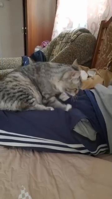 Кот шалун 😏