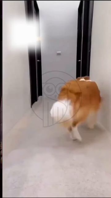 xik85LNhAb4 - Funny Pets： When a Dog Masters Selfies #shorts #pets #funny #fannydog