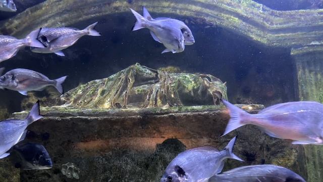 Красота под водой ч23
