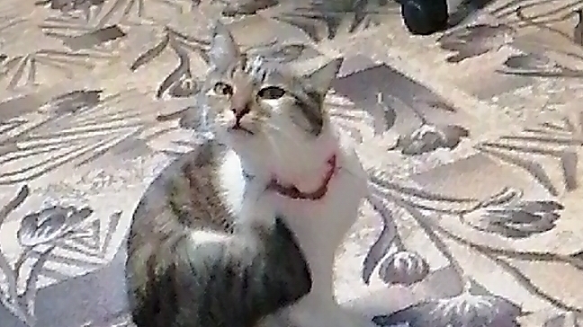 asya kisya tiger 2