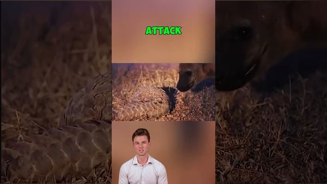 dsMNICS0VDM - ＊＊The Untouchable Warrior： Nature’s Armored Survivor＊＊ #shorts #animals