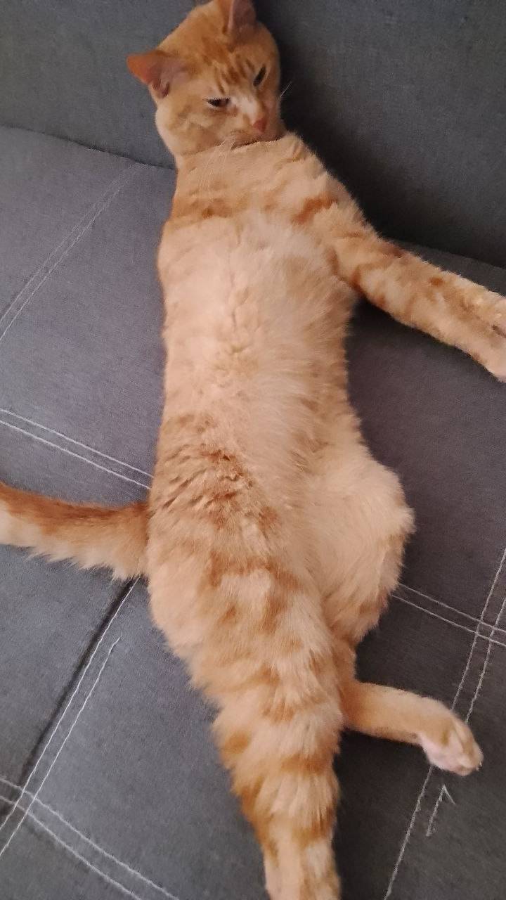 ♥️котик Саймон♥️