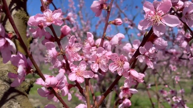 Цветущий персиковый сад
