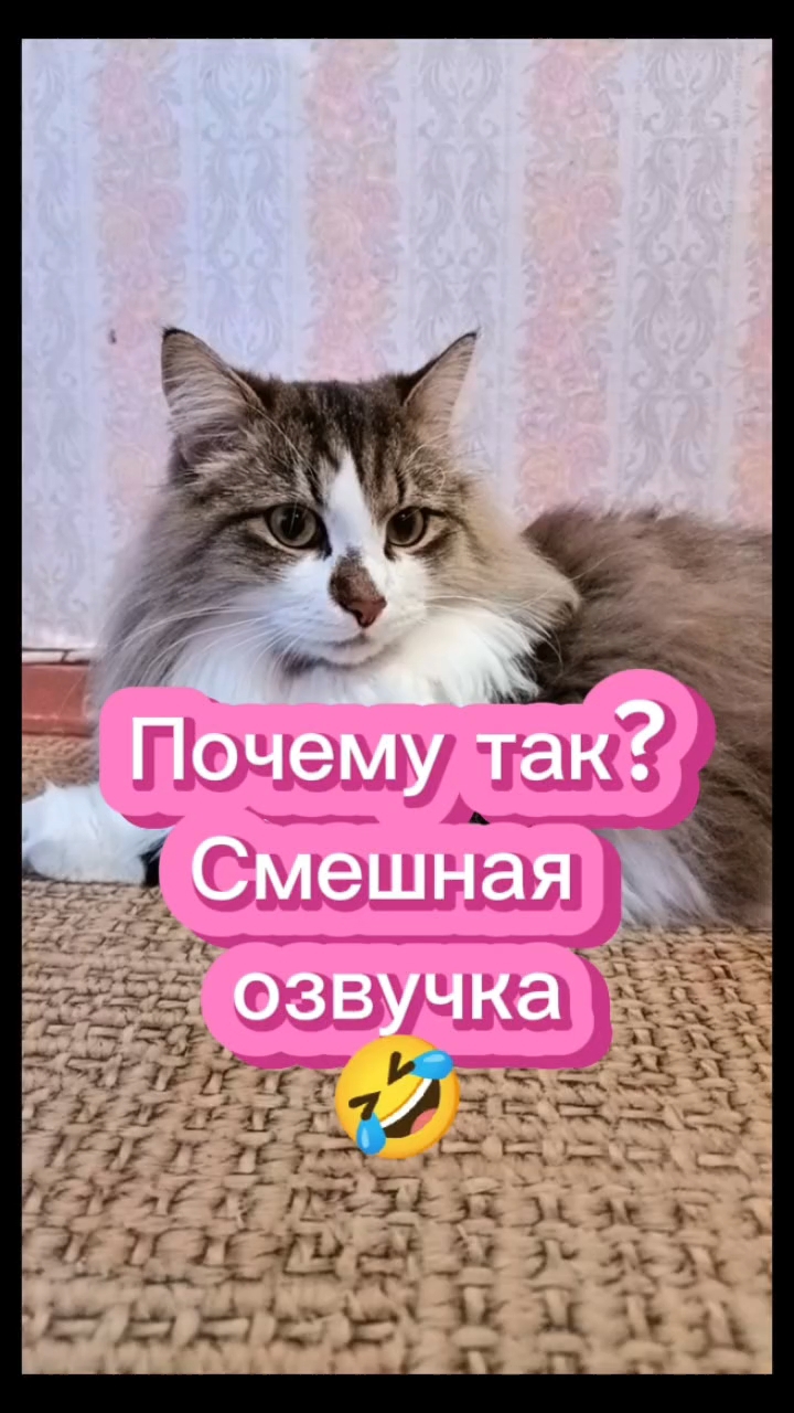 Почему так? Смешная озвучка кошек 🤣