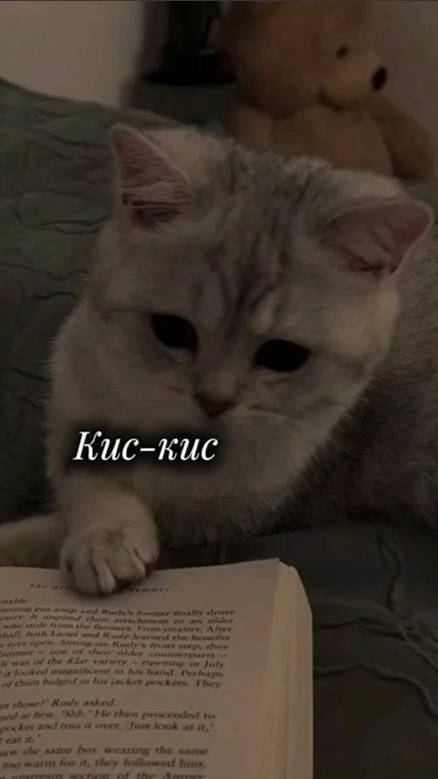 Я котик, ты - котик