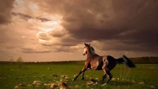 Любэ — Конь (cover) Только мы с конем по полю идем... Вечная классика русской музыки!