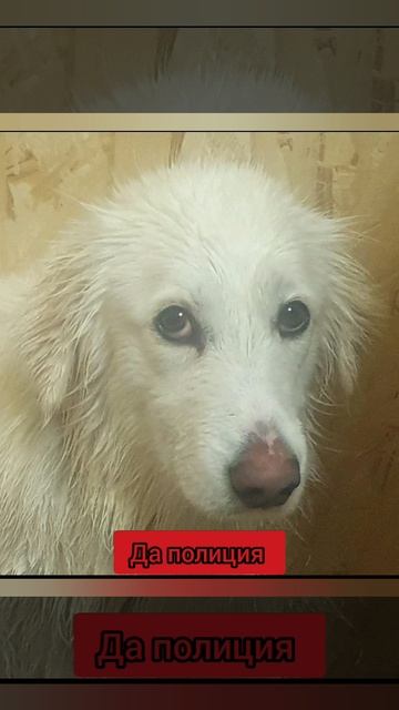 полиция приехала к семье