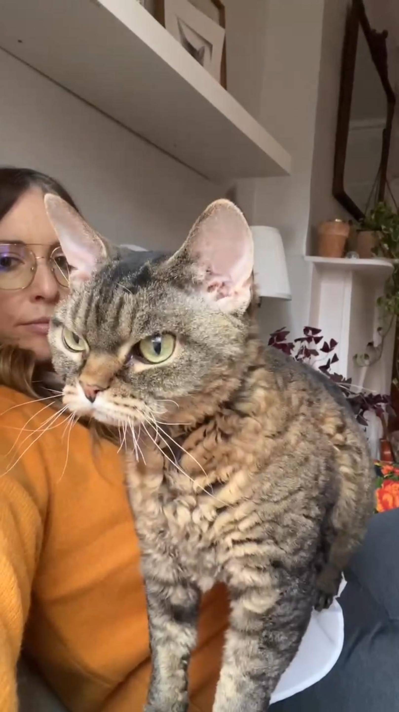 КРУТИМ - ВЕРТИМ! 😎 А что Мы Такие БУКИ 😏 #cat #shorts #озвучка