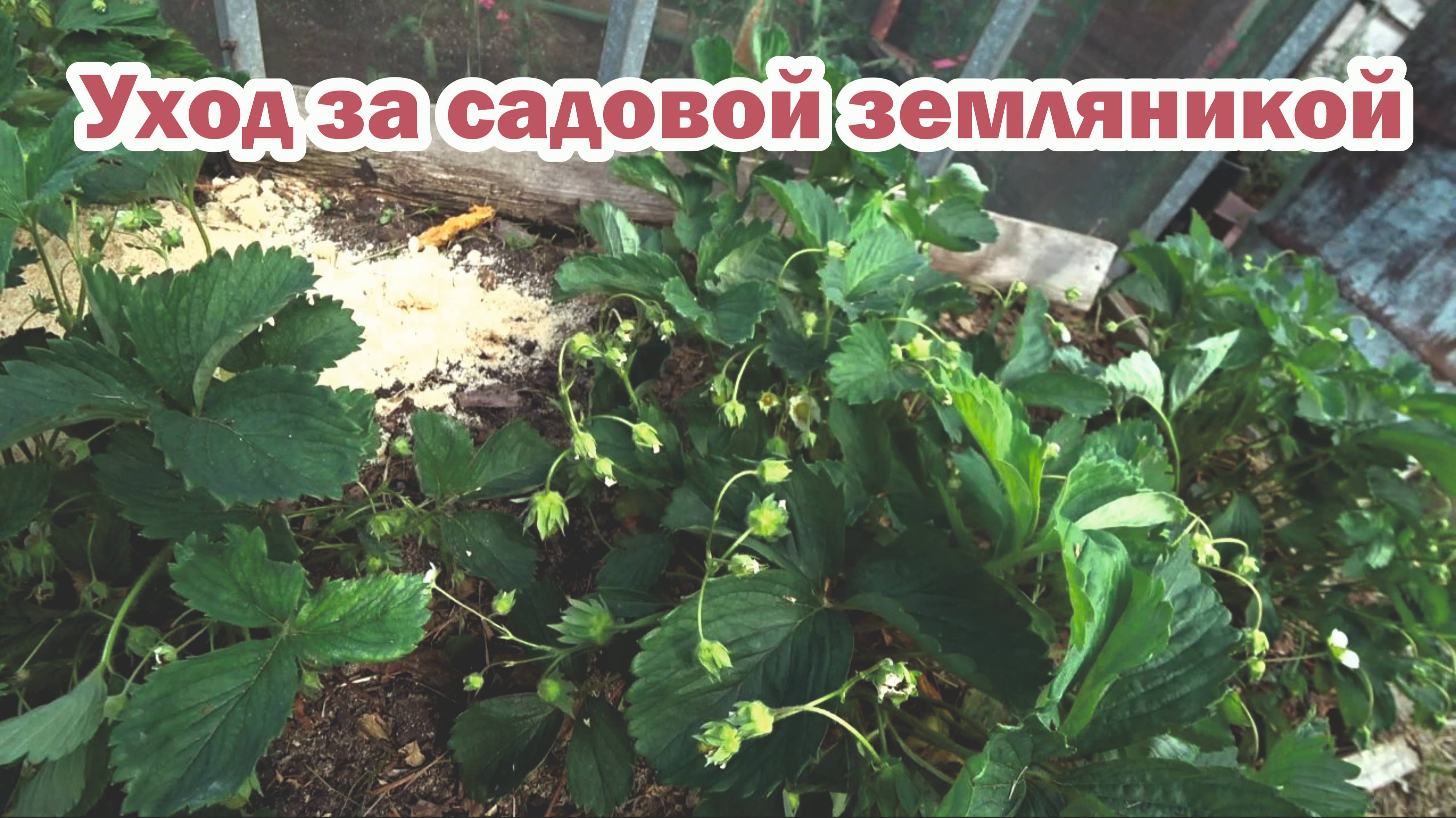 Уход за садовой земляникой