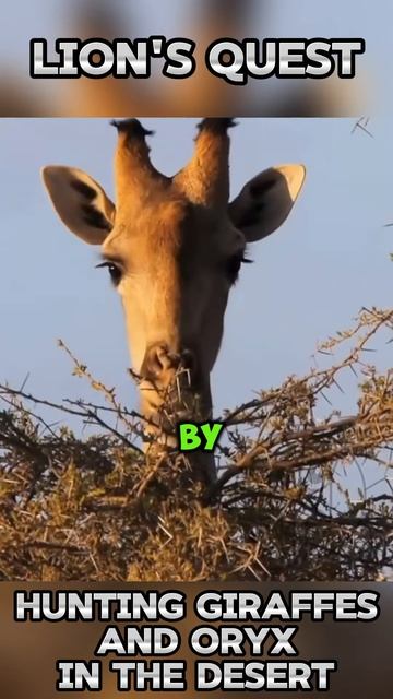 _twNouTFQl4 - Lion's Quest： Hunting Giraffes and Oryx in the Desert #shorts #nature #animals #viral