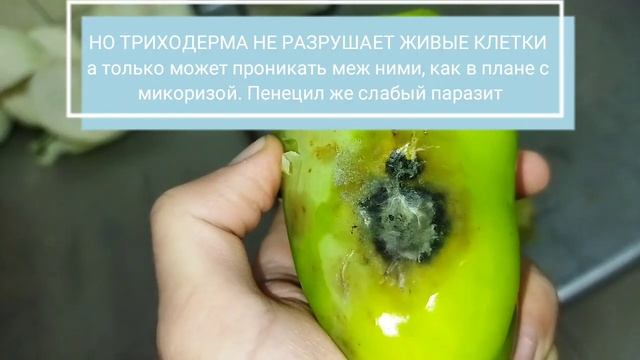Воздействие ФИТОПАТОГЕННЫХ грибов с овощами томата, и