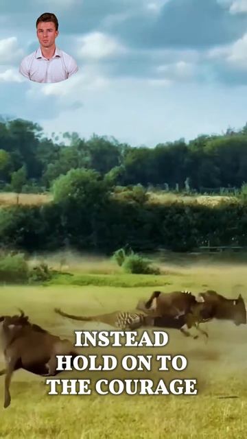 mThswyBYVwE - Forget holding on to situations that mess with your courage. #shorts  #viral #animals