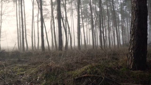 Красивый лес часть 40
