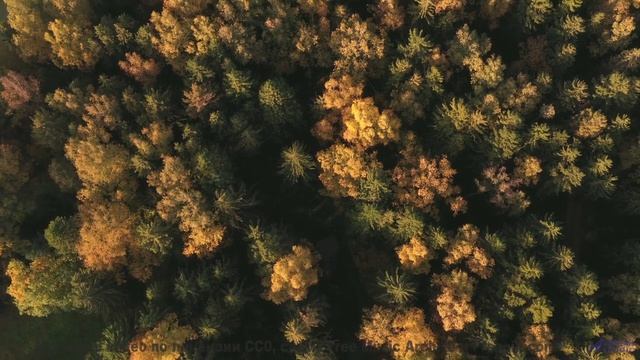 Двигайтесь под этот ритм - пусть дорога ведёт вас к новым открытиям - Бухач и срач -- Александр Неду