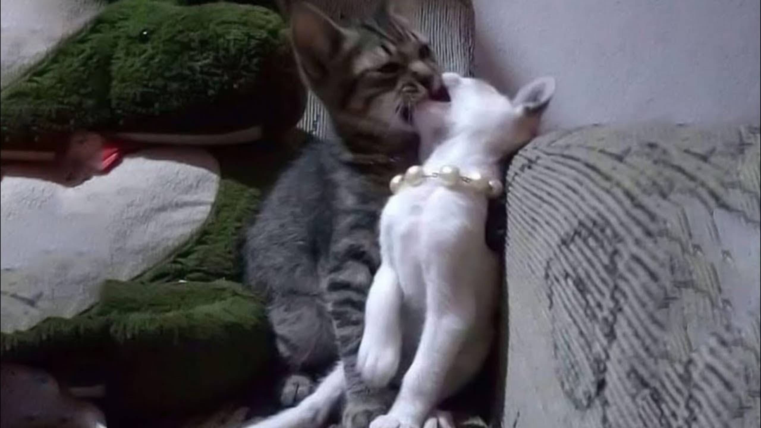 Приколы с котами! Смешные коты - Самые смешные животные С ОЗВУЧКОЙ! Ржака!!