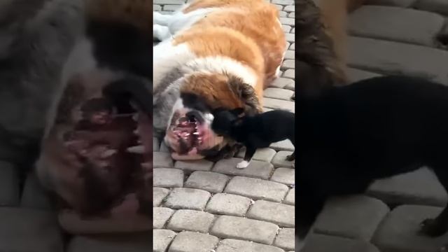 xpgMJgGxf6w - Chihuahua vs. everyone #shorts #funny #animals #cat #fannydog #pets #cute