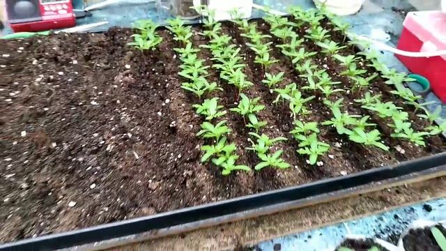 Чем мы занимались ПИКИРОВКА БАРХАТЦЕВ ОТКЛОНЁННЫХ!