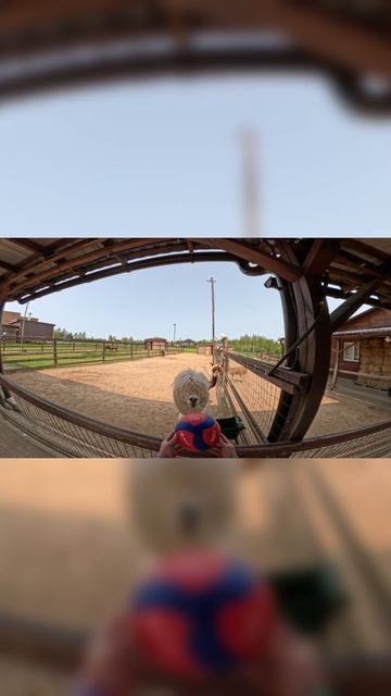 Альпаки оценивают мяч Волар