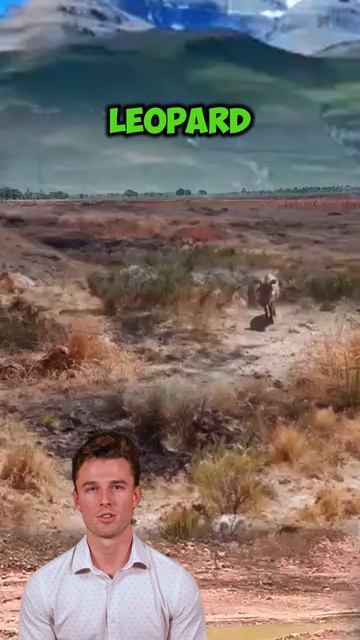 uXvNLNc7WIg - ＂Surprise Encounter： Warthog vs. Leopard＂ #shorts #animals #wildlife #leopard