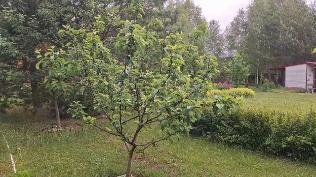 Приехал мой скрипач. Неуловимые гости.  Были или нет, но подарки остались.  Доделки